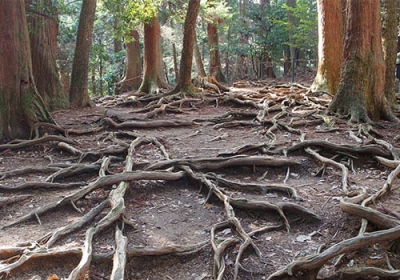 intrusive plant roots